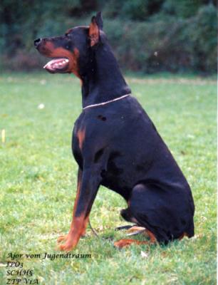 Ajor v. Jugendtraum | Black Doberman Pinscher