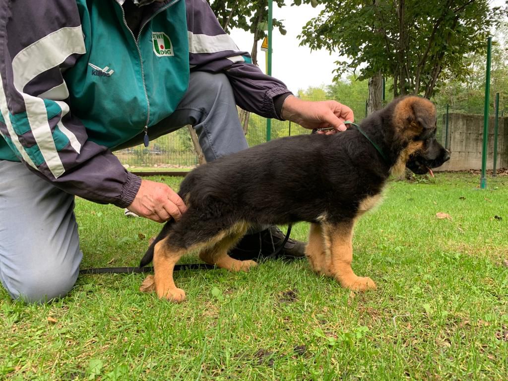 SWAMI PRIMO MIO GRANDE | German Shepherd Dog 