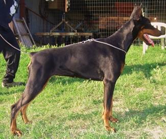 Ester del Duca Nero | Black Doberman Pinscher