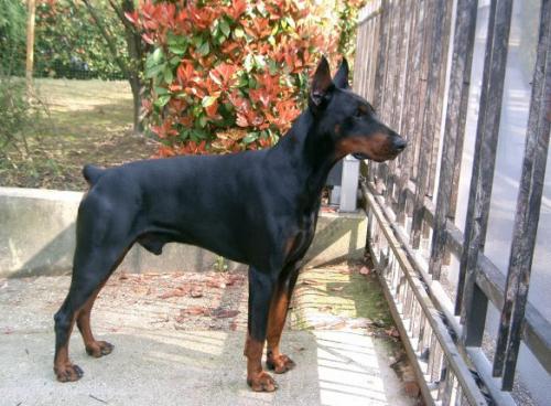 Francesco Cesare del Bosco del Buren | Black Doberman Pinscher