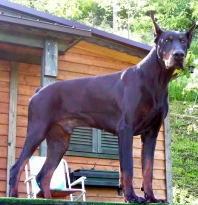 Felix del Bosco del Buren | Black Doberman Pinscher