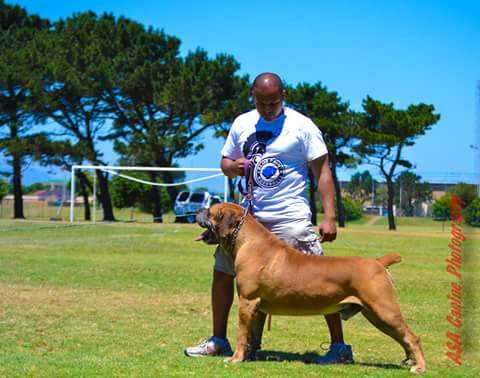 BOSVLEI NEMO | African Boerboel 