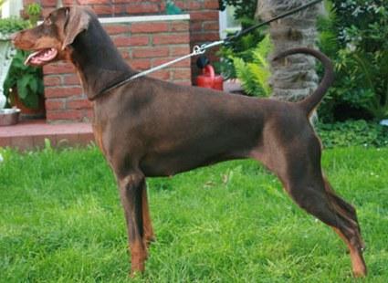 v.d. Hell Avita | Brown Doberman Pinscher