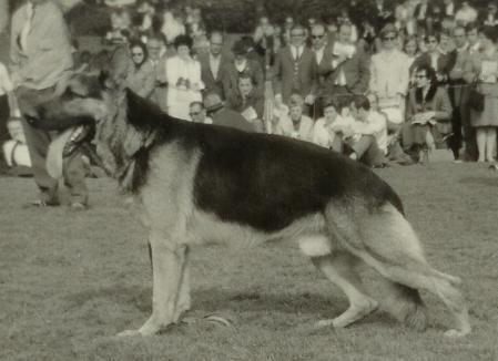 Erol vom Haus Solms | German Shepherd Dog 