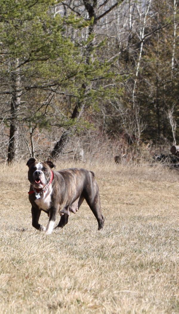 JACK'S STELLA | Olde English Bulldogge 