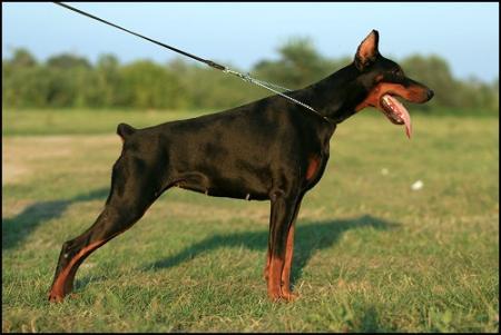 Olivia of Blackmagic Land | Black Doberman Pinscher