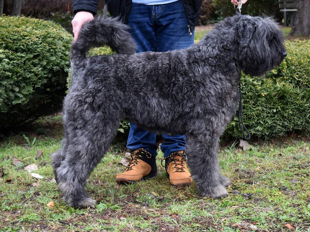 Bijou de l'Ami Gris | Bouvier des Flandres 