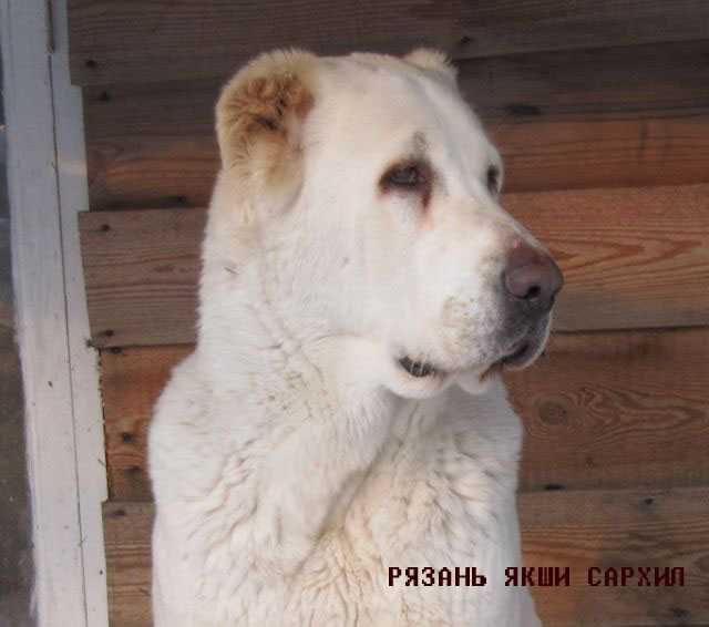 ryazan yakshi sarhil | Central Asian Shepherd Dog 