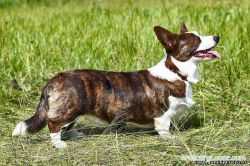 Zamok Svyatogo Angela Himma | Cardigan Welsh Corgi 