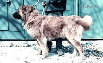 Zhagir Shirak | Caucasian Mountain Dog 