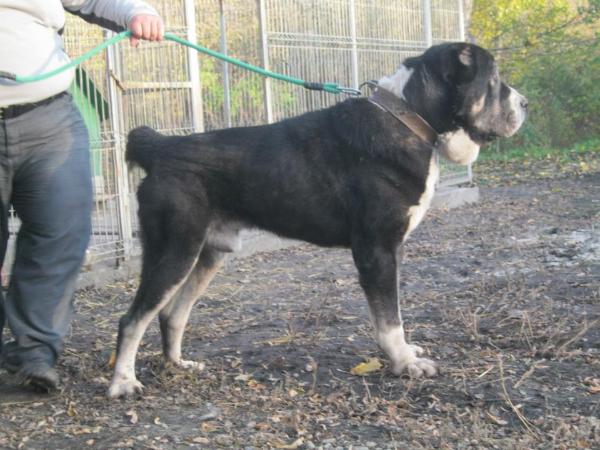 Mia Caoko Mia Ermak | Central Asian Shepherd Dog 