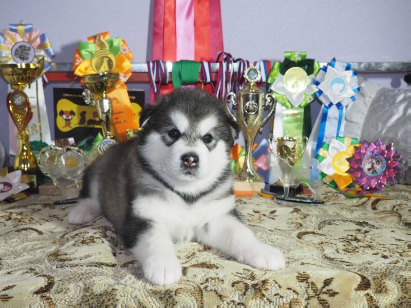 TUMAN BELOGORIE | Alaskan Malamute 