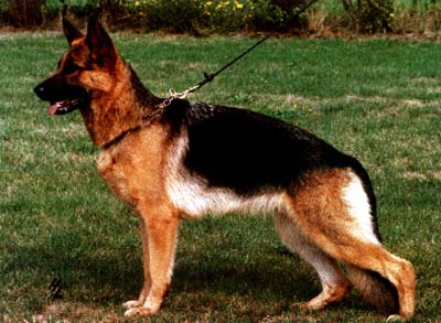 Malta vom Steigerhof | German Shepherd Dog 