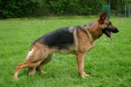 Gitte v.d. Maasbongerd | German Shepherd Dog 