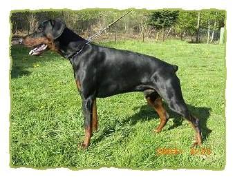 Cuma v.'t Zomerhof | Black Doberman Pinscher