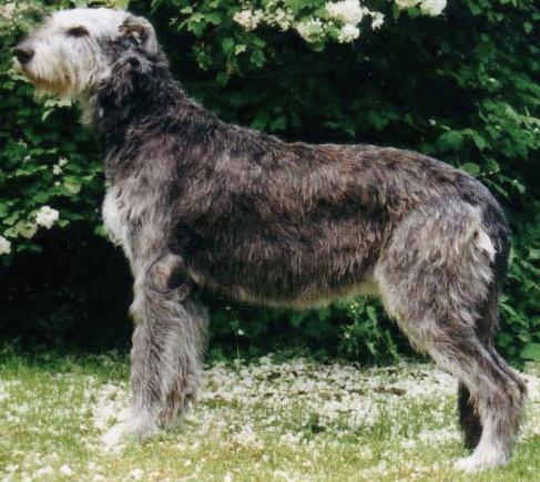 Kråksångens Fabiola Wr | Irish Wolfhound 