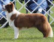 Sporting Field's Chocolate O Kesca | Border Collie 