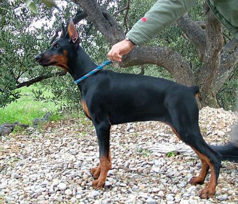 Happiness di Perlanera | Black Doberman Pinscher