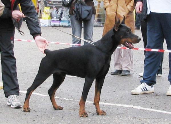 Kadir z Padoku | Black Doberman Pinscher