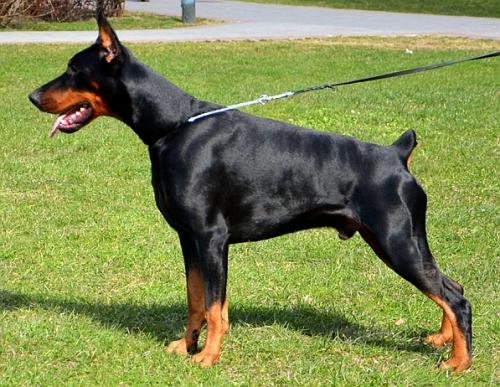 Kesz z Padoku | Black Doberman Pinscher