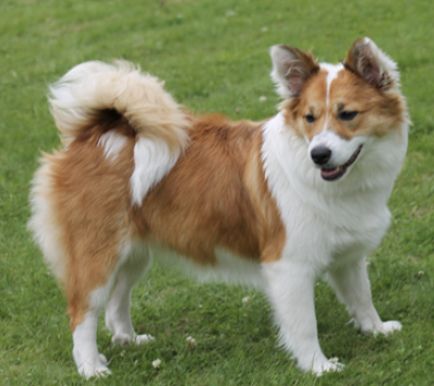 Diljas Fagra Lilja | Icelandic Sheepdog 