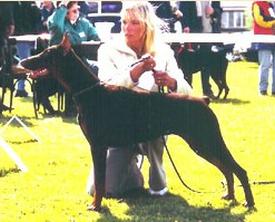 Brandy des Fripons d'Ebene | Brown Doberman Pinscher