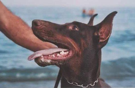 Akros (LO0294884) | Brown Doberman Pinscher