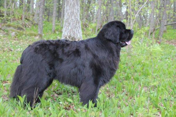 Skogbjornen's Quality of Samson | Newfoundland 