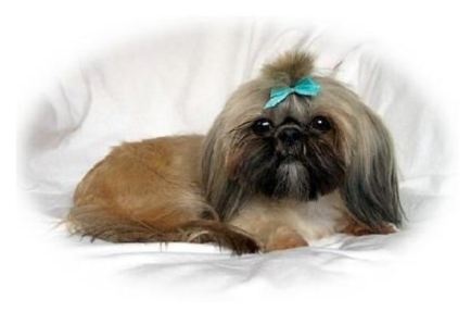 Fairy Tails Of Tinker Bell | Shih Tzu 