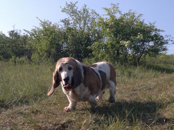 O'Nikita of Little Stubborn | Basset Hound 