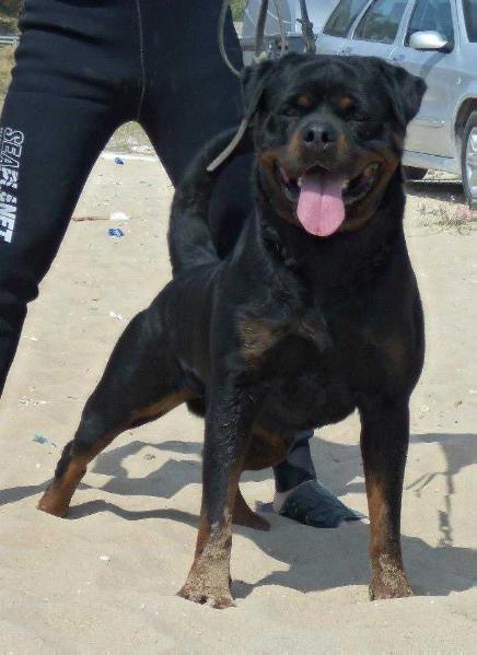 Vico dei calabresi | Rottweiler 