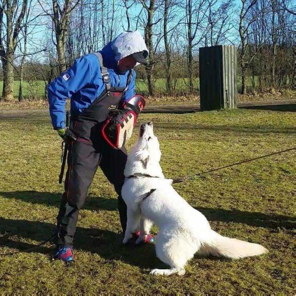 Absolutely Amazing My av Quantos | White Swiss Shepherd Dog 