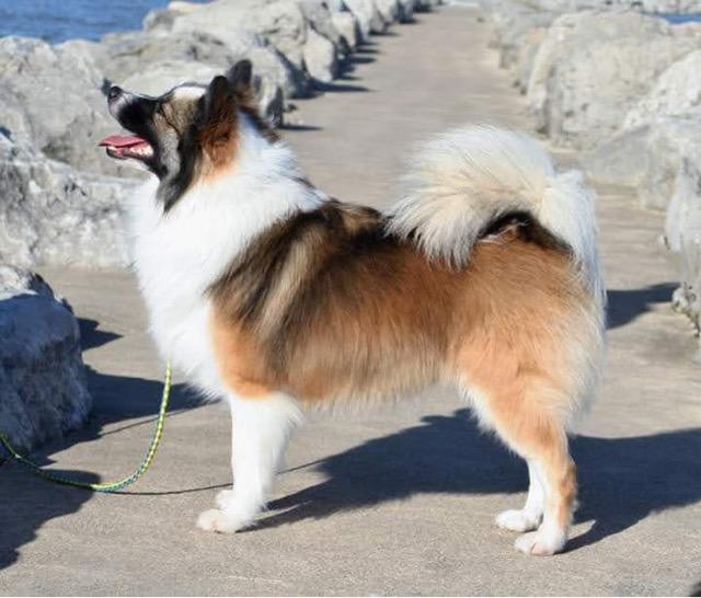 Caradoc McEremon's Jersey Boy | Icelandic Sheepdog 