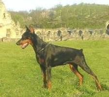 Reina du Clos des Poulains Noirs | Black Doberman Pinscher