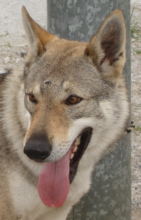 Boss 2 Du Center Club Moloss Wolf | Czechoslovakian Wolfdog 