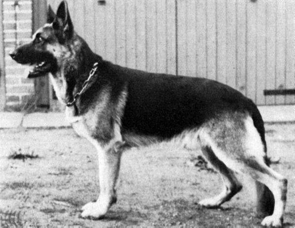 Heiko von Oranien Nassau | German Shepherd Dog 