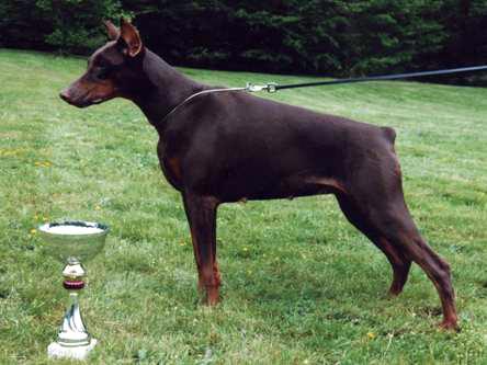 Rubis du Clos des Poulains Noirs | Brown Doberman Pinscher