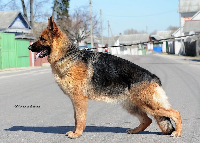 Natali v. Frosten | German Shepherd Dog 