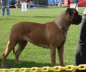 Cross's Splash of brandy | Bullmastiff 