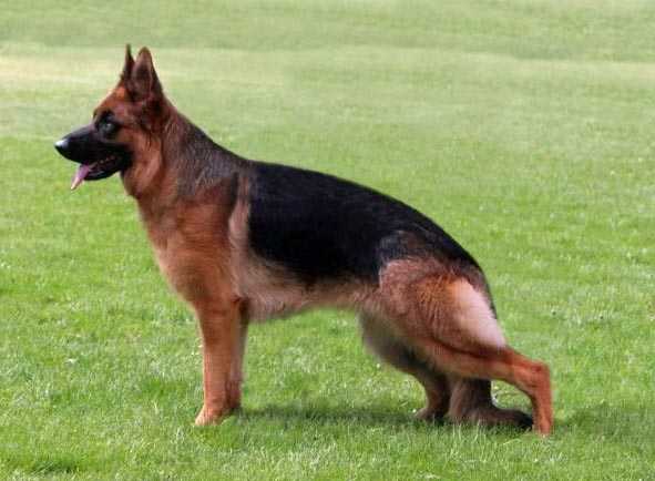 HELEN VOM MESSINA | German Shepherd Dog 