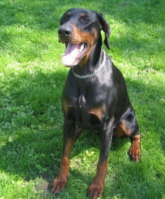 Cybele-Vega Nouvelle Generation | Black Doberman Pinscher