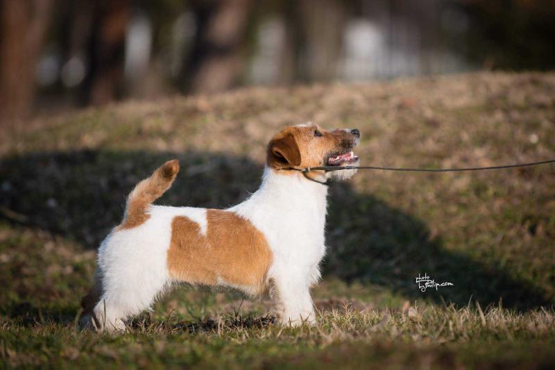 Beautiful Liar | Jack Russell Terrier 