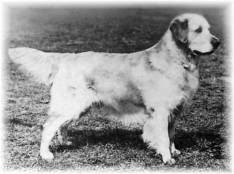Cabus Caruso | Golden Retriever 