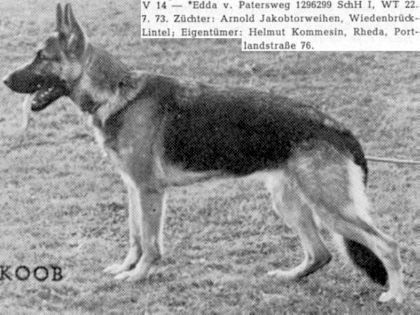 Edda vom Patersweg | German Shepherd Dog 