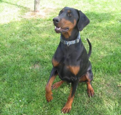 Deesse-Vega Nouvelle Generation | Black Doberman Pinscher