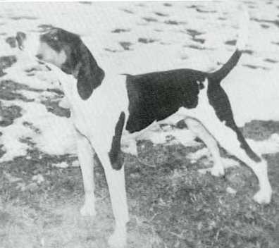 Kentucky River Rowdy | Treeing Walker Coonhound 