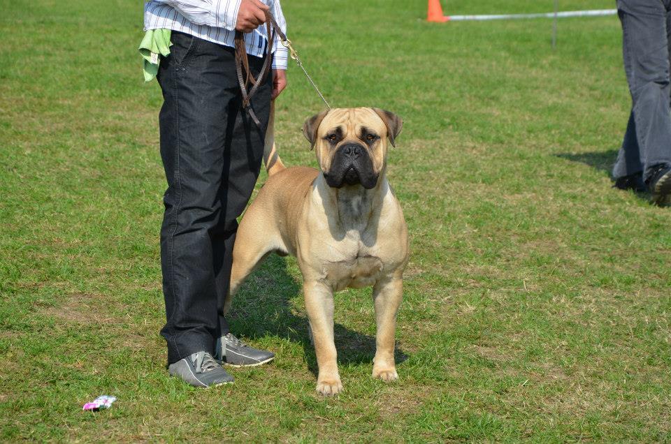 Hugo Boss of Lepresto | Bullmastiff 