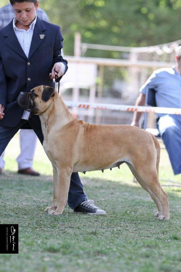 RUSSELL BRAZIL FAWN | Bullmastiff 