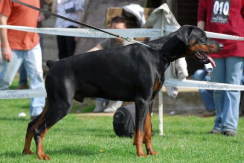 Christkind-Capone v. Steinigerweg | Black Doberman Pinscher