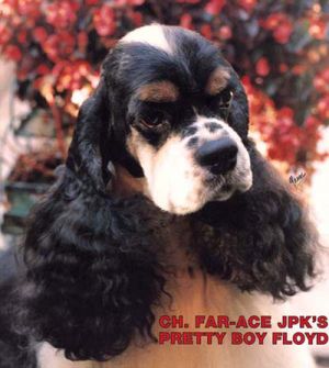 Far-Ace JPK Pretty Boy Floyd | American Cocker Spaniel 